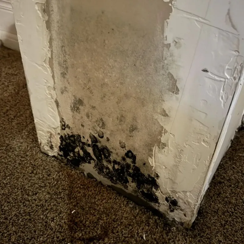 Professional Mold Removal in West Point, VA